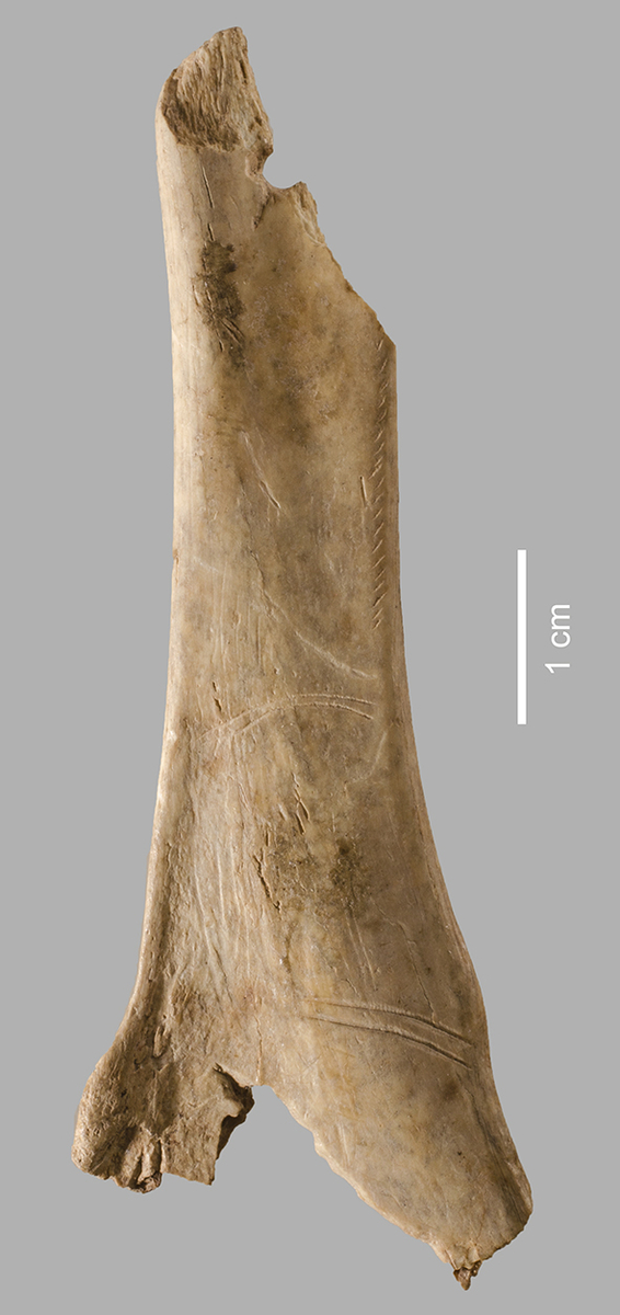 Os hyoïde perforé de cheval - Face A