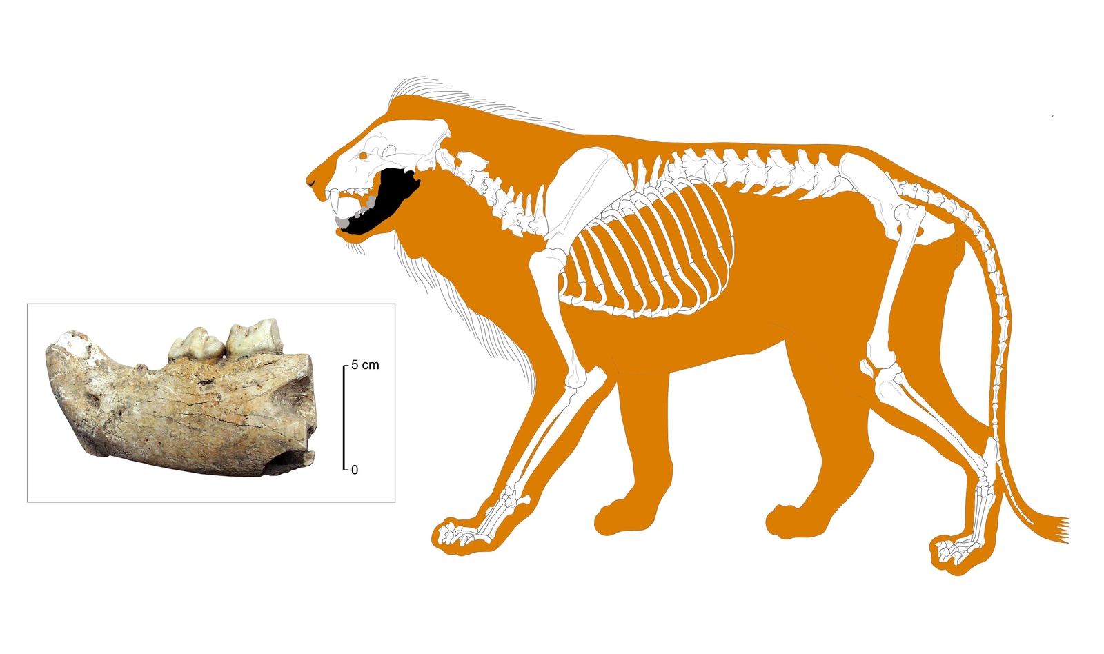 Fragment de mandibule de lion