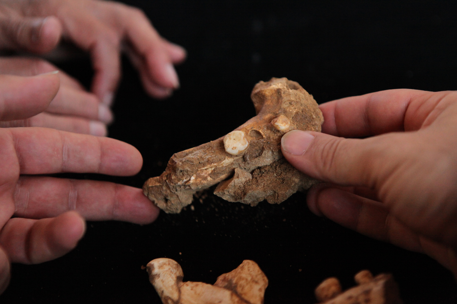 Présentation de la mandibule Arago 131 (2012). L'Homme de Tautavel.