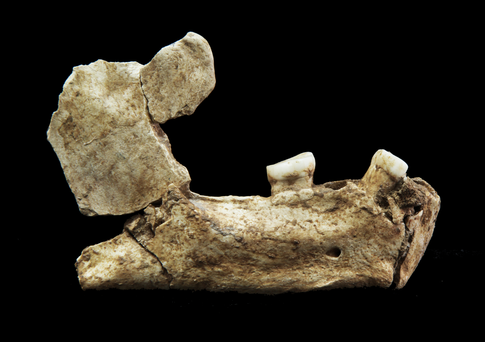 Mandibule Arago 131 après restauration (2012)