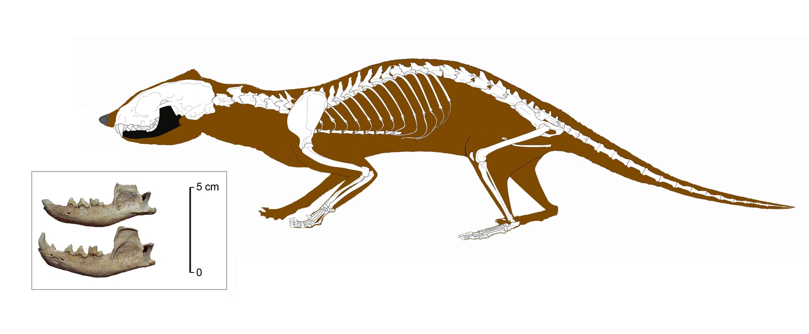 Mandibules de mangoutes