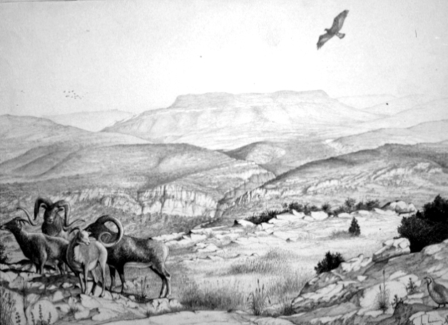 Le mouflon antique Dessin E. Guerrier.