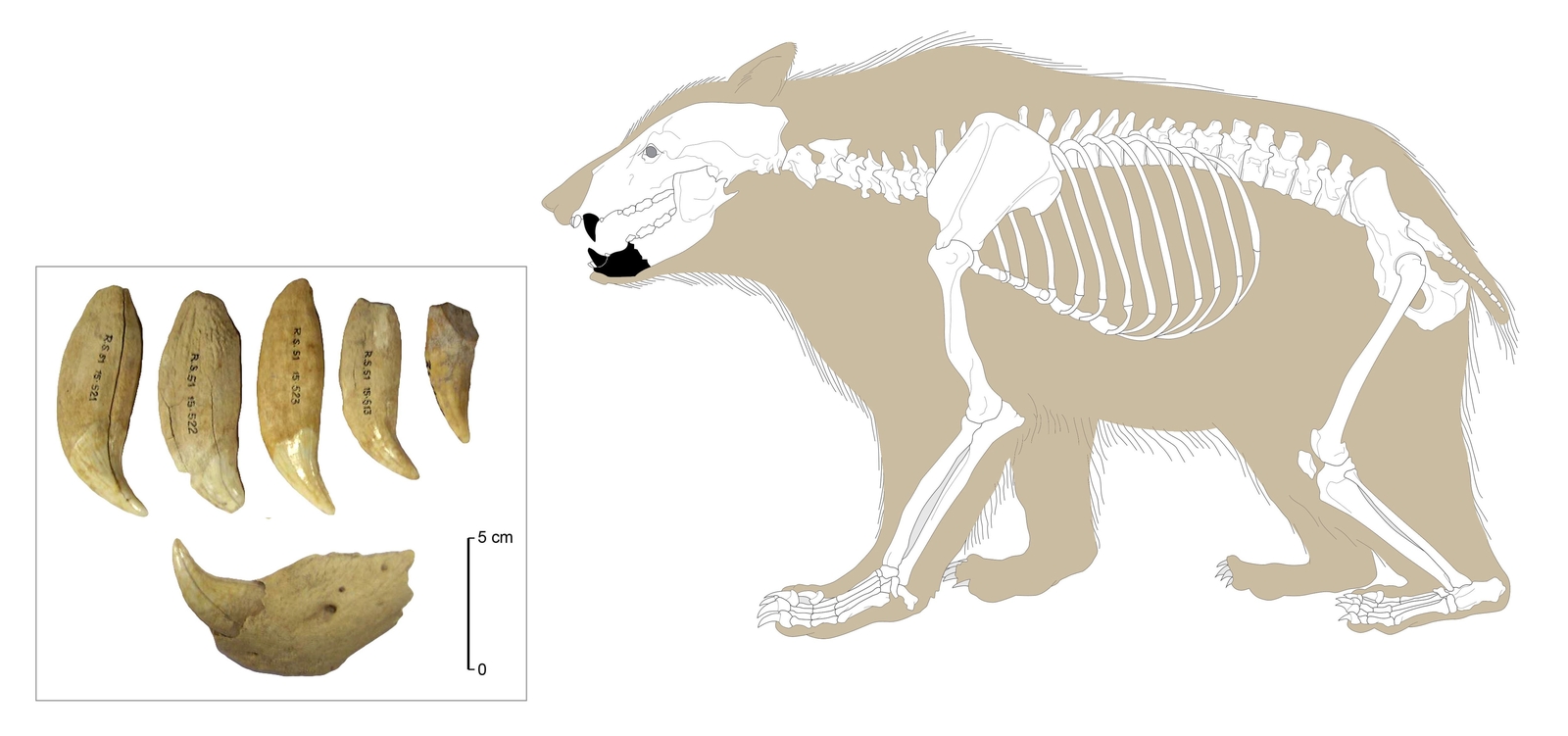 Fragment de mandibule et canines d'ours