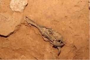 patte postérieure d’aigle royal