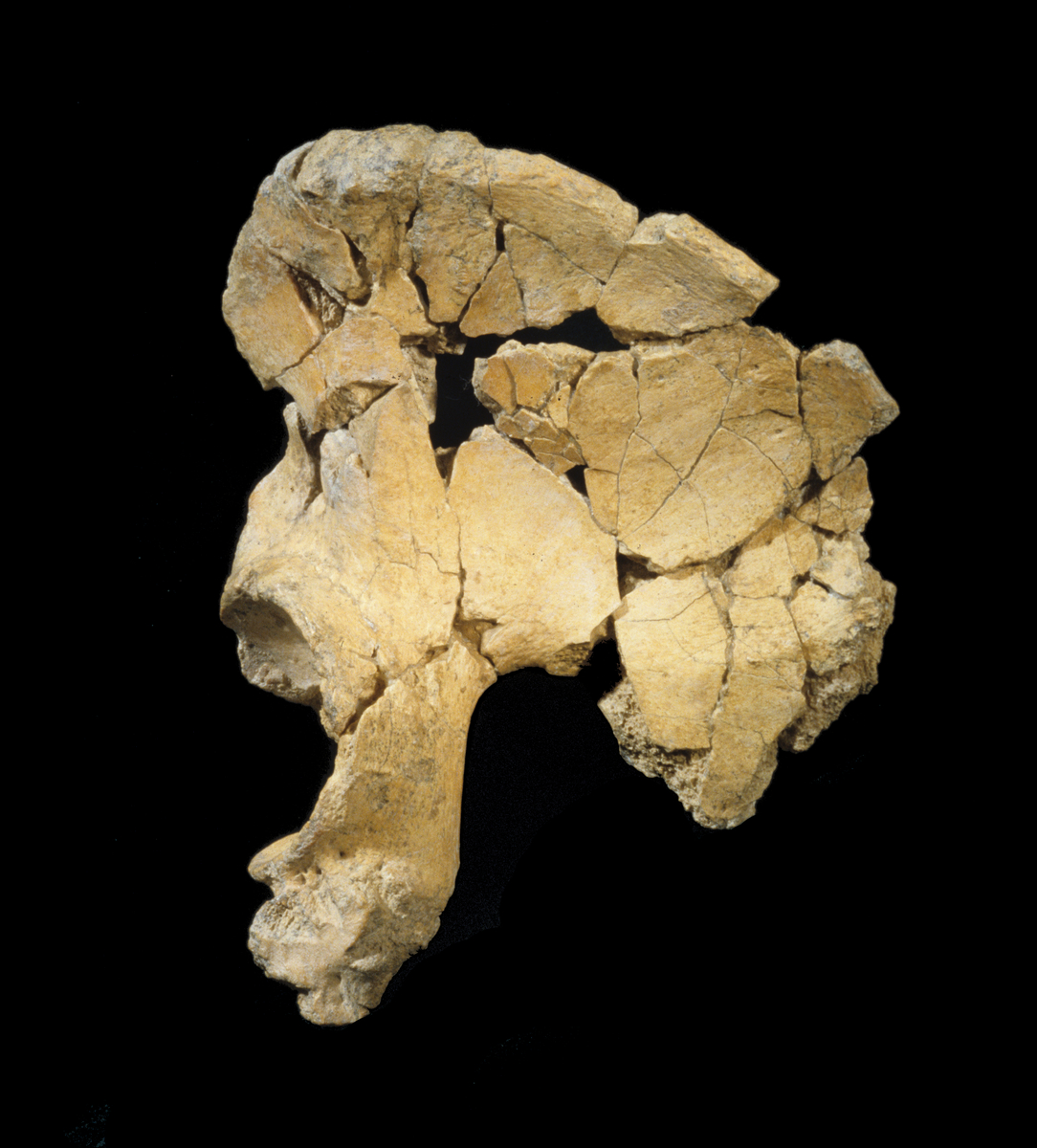 Pelvis A44 (1978). L'Homme de Tautavel.