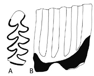 Pliomys episcopalis qui correspond à des conditions plus tempérées (interglaciaires) et un milieu plus boisé