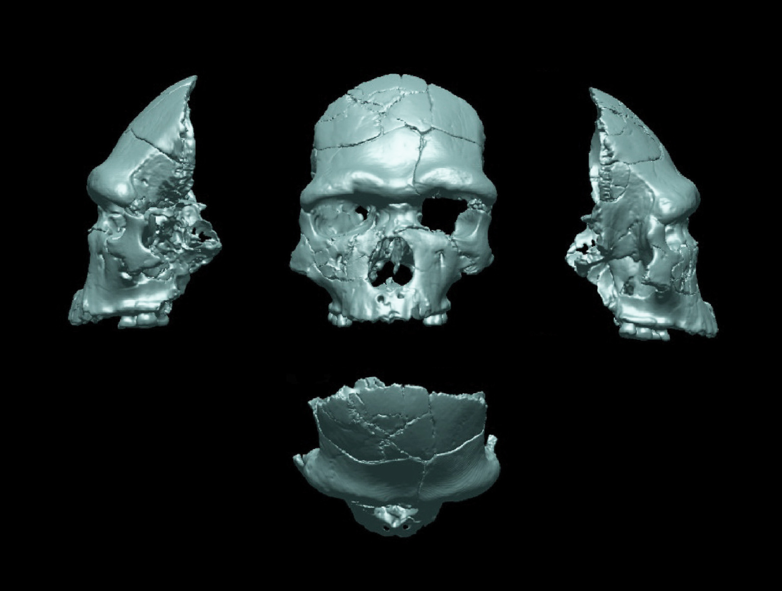 Arago 21 reconstruit. Les os du front du crâne A21 ont été alignés virtuellement pour trouver la courbure originelle. L'Homme de Tautavel.