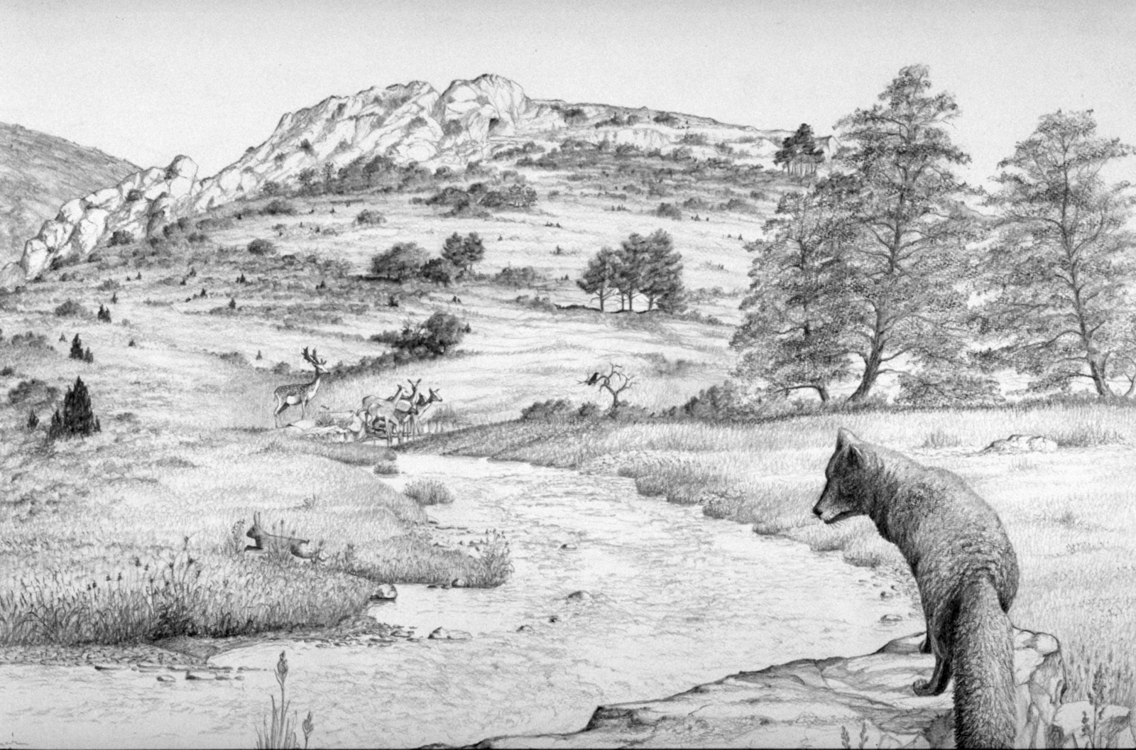 Le renard Dessin E. Guerrier.