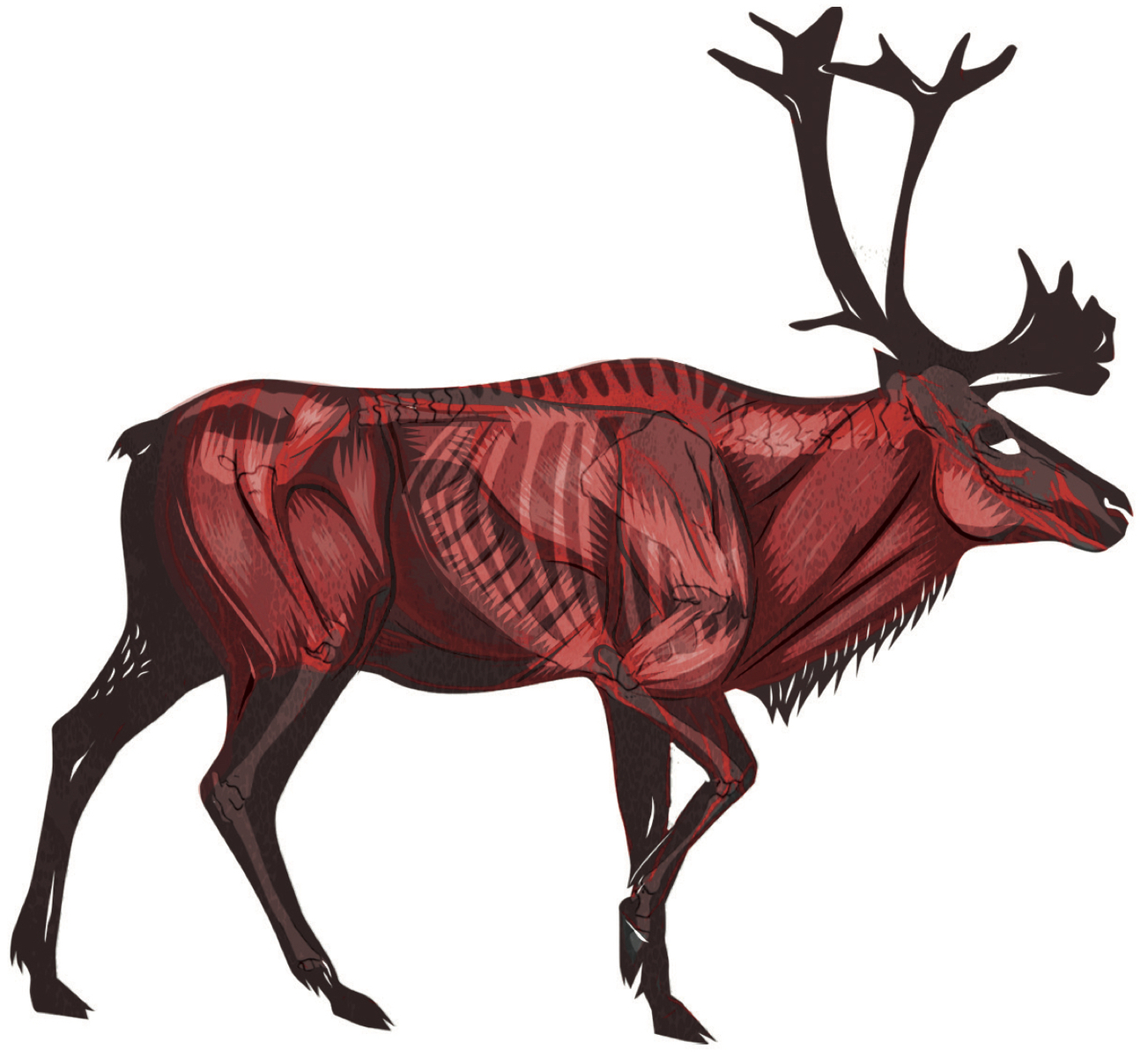 L'économie du renne