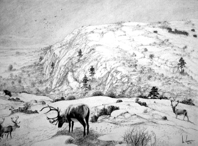 Le renne Dessin E. Guerrier.