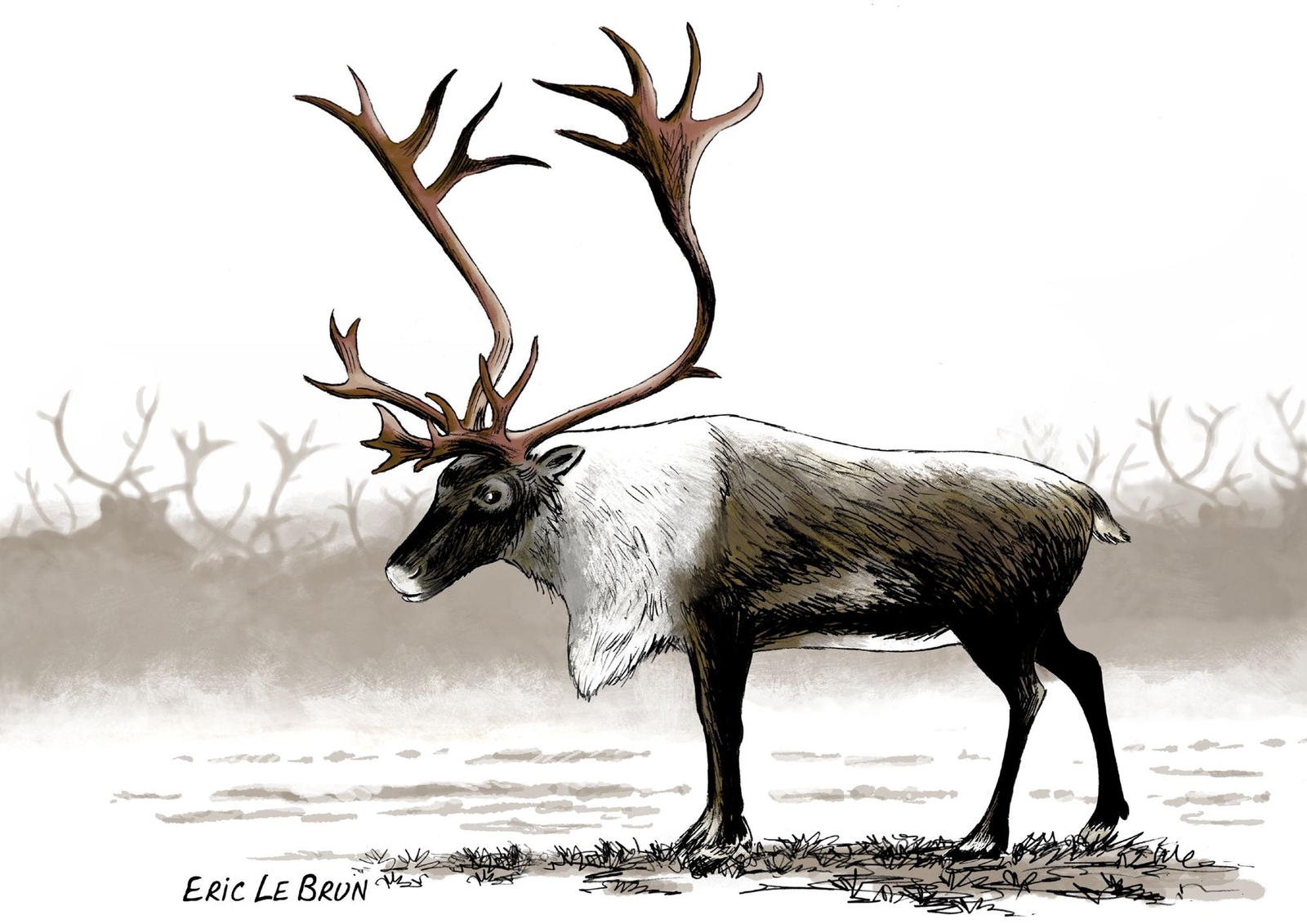 Le renne était une source de nourriture mais il était également chassé pour sa peau, ses os et ses bois. Éric Le Brun. © Ministère de la Culture