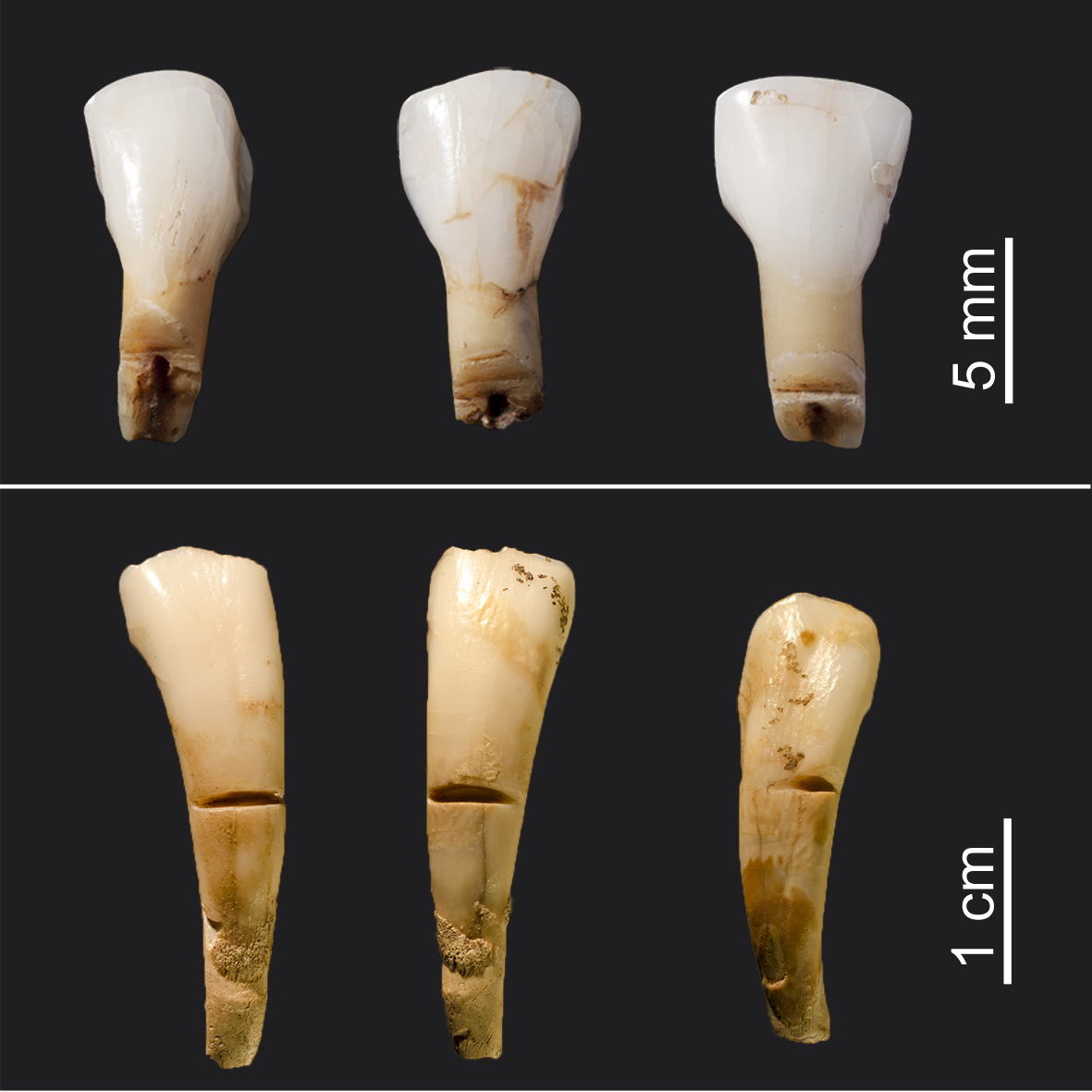 Incisives sciées de renne et de bouquetin