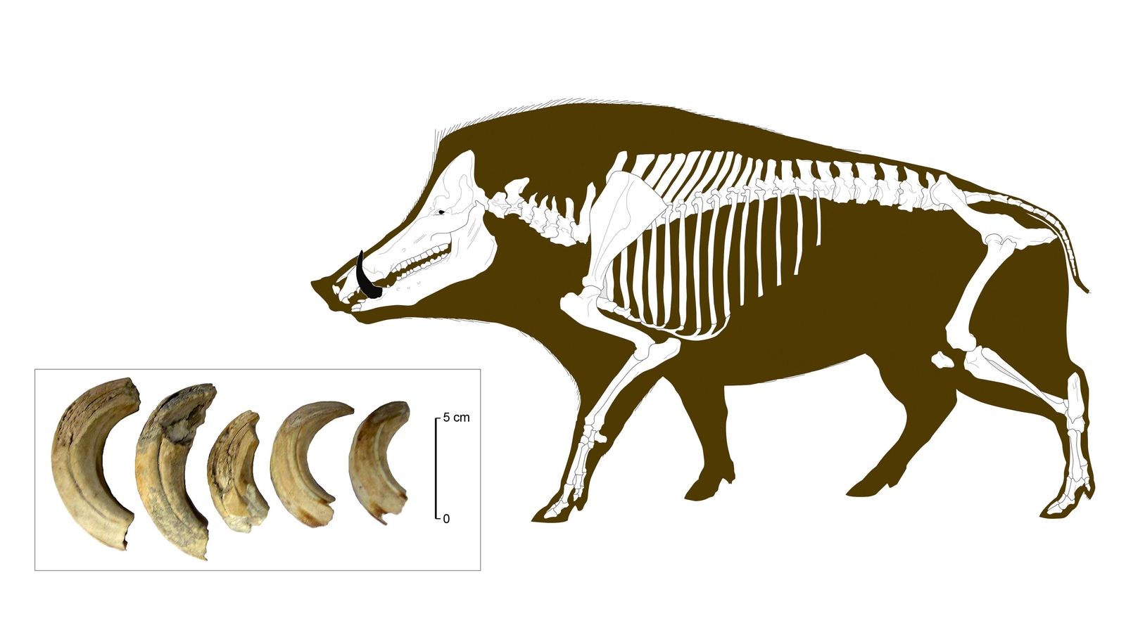 Canines supérieures de sanglier