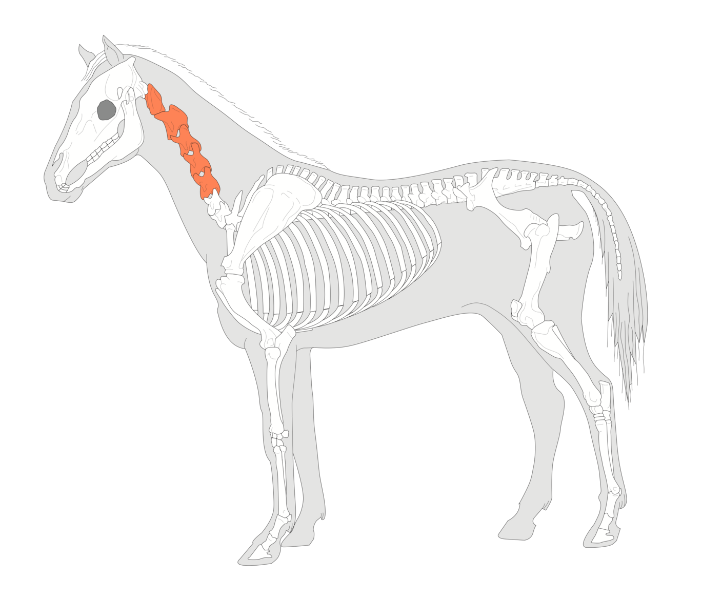 Parties squelettiques correspondant à l'encolure de cheval