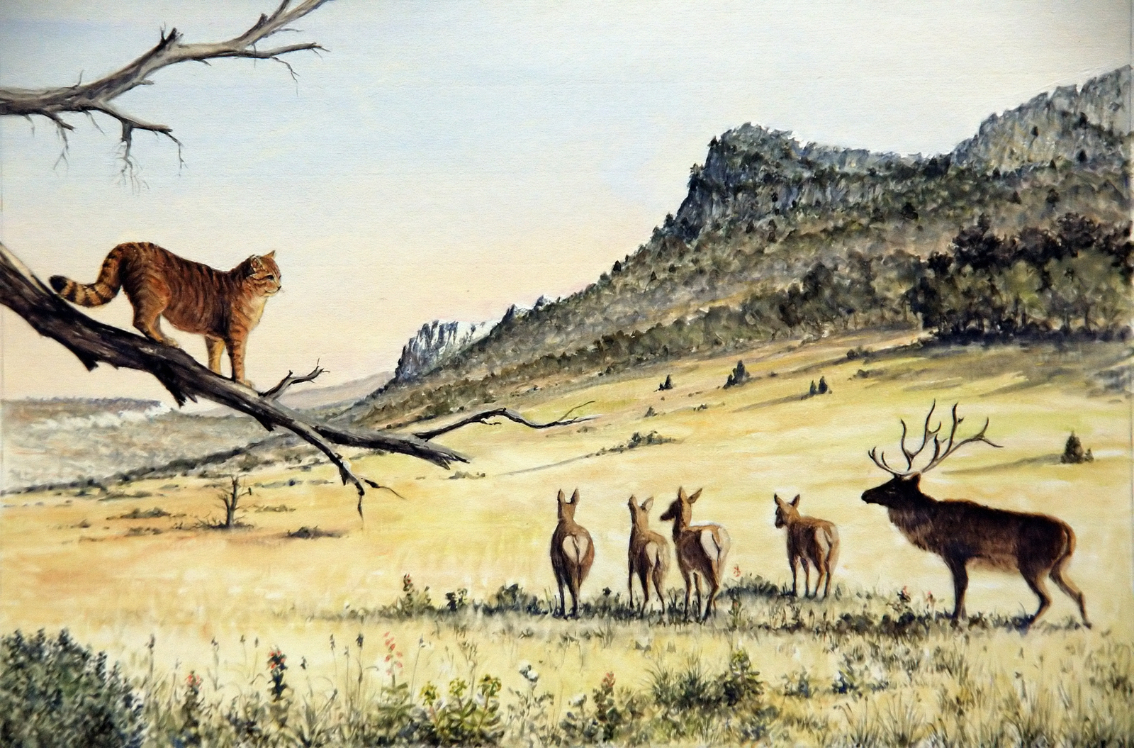 Cerf et lynx dans la plaine Dessin E. Guerrier.