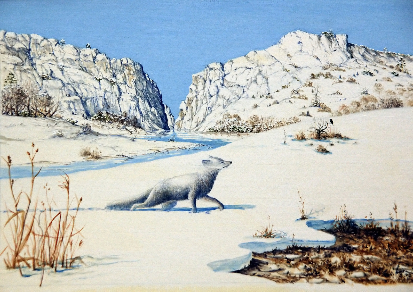 Le renard polaire Dessin E. Guerrier.