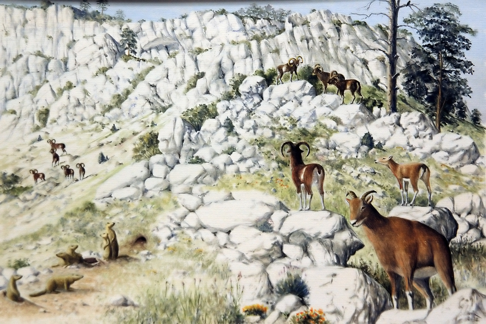 Le chamois Dessin E. Guerrier.