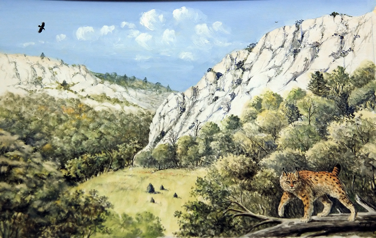 Le lynx Dessin E. Guerrier.