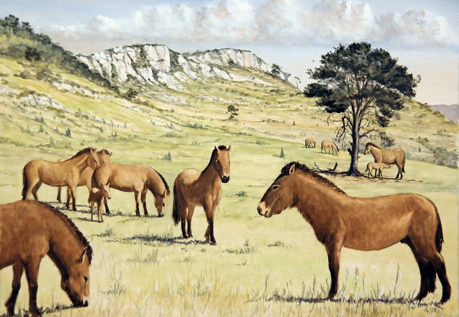 Chevaux de Mosbach Dessin E. Guerrier.