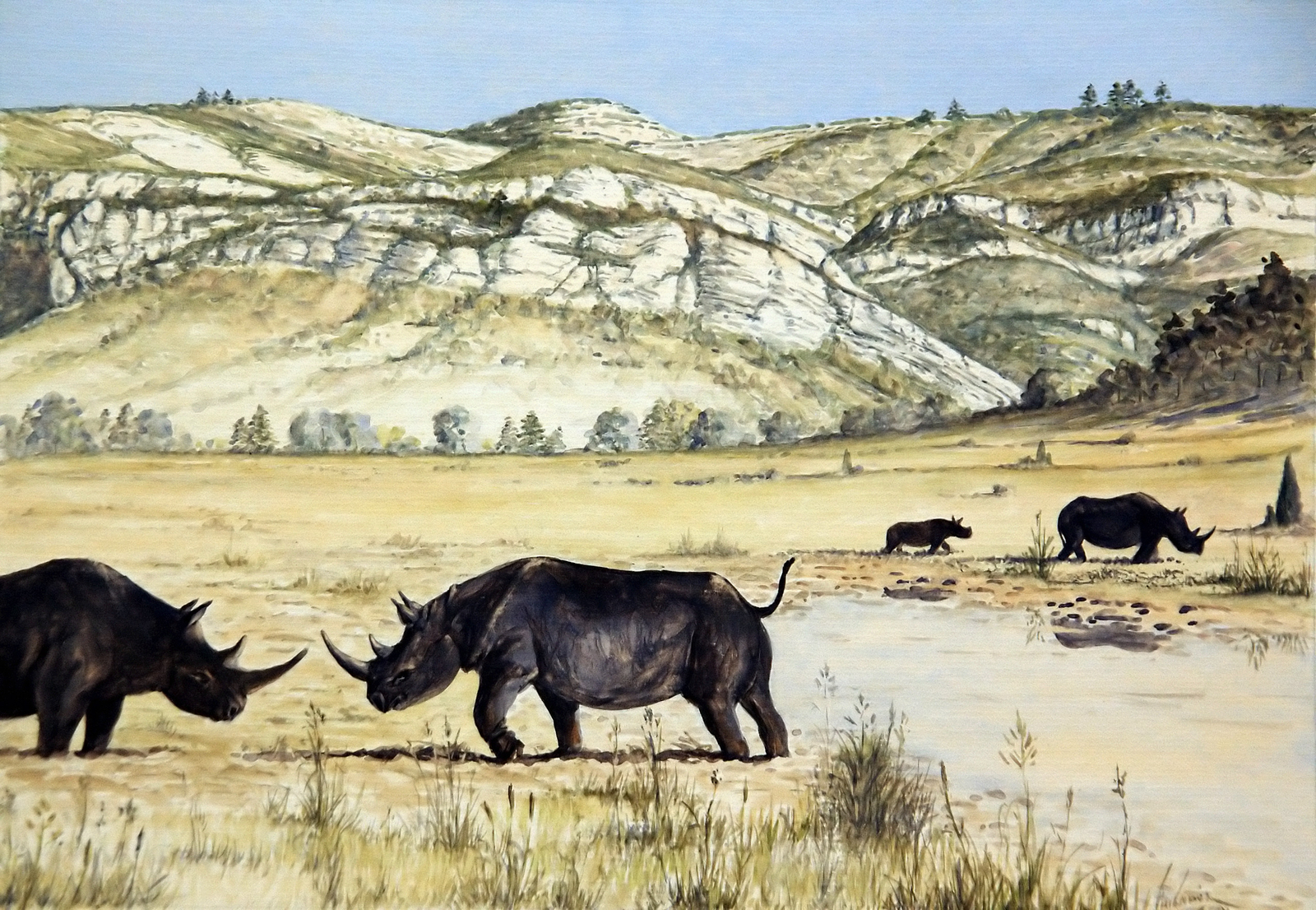 Le rhinocéros de prairie Dessin E. Guerrier.