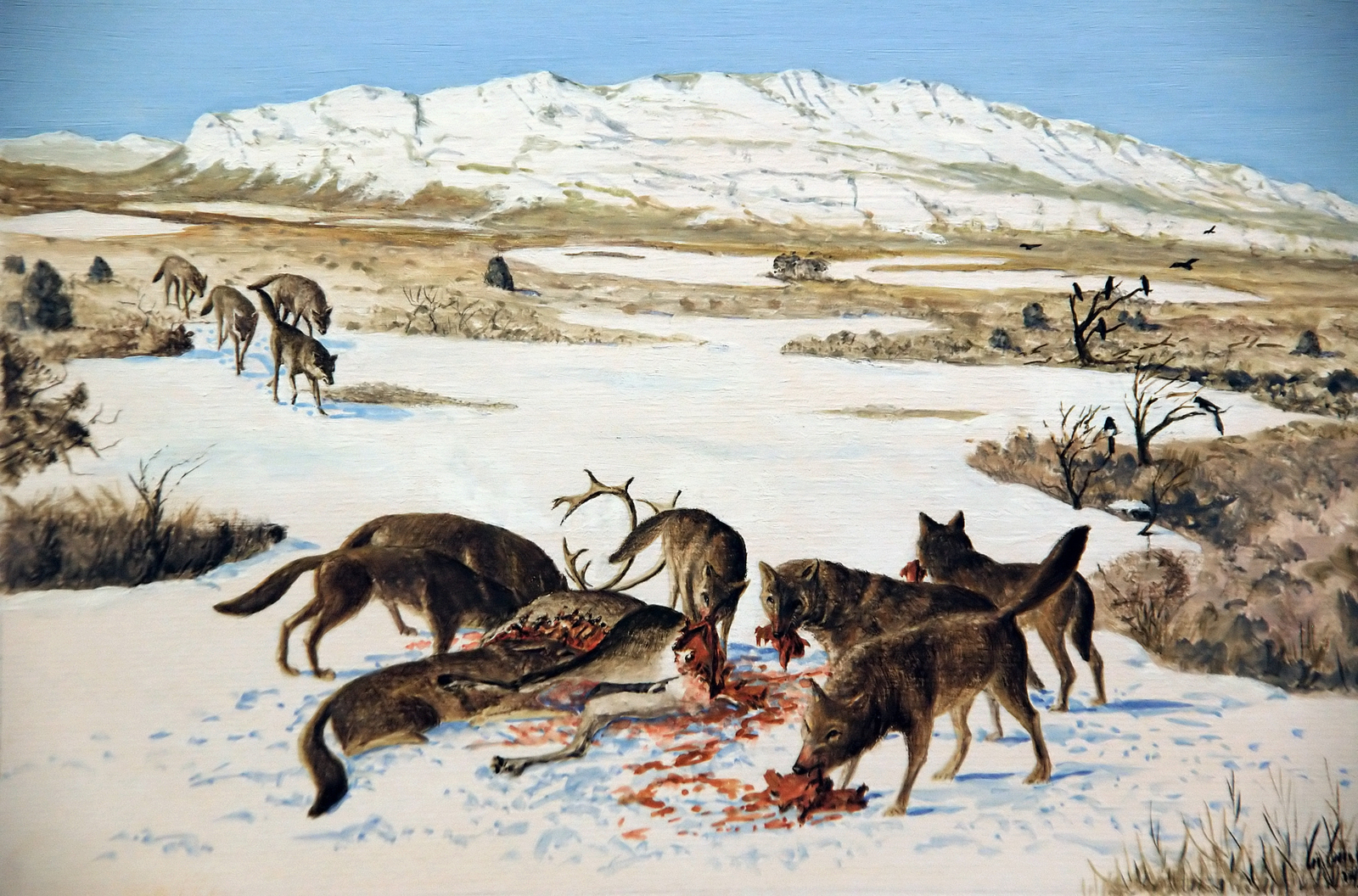 Loups Dessin E. Guerrier.