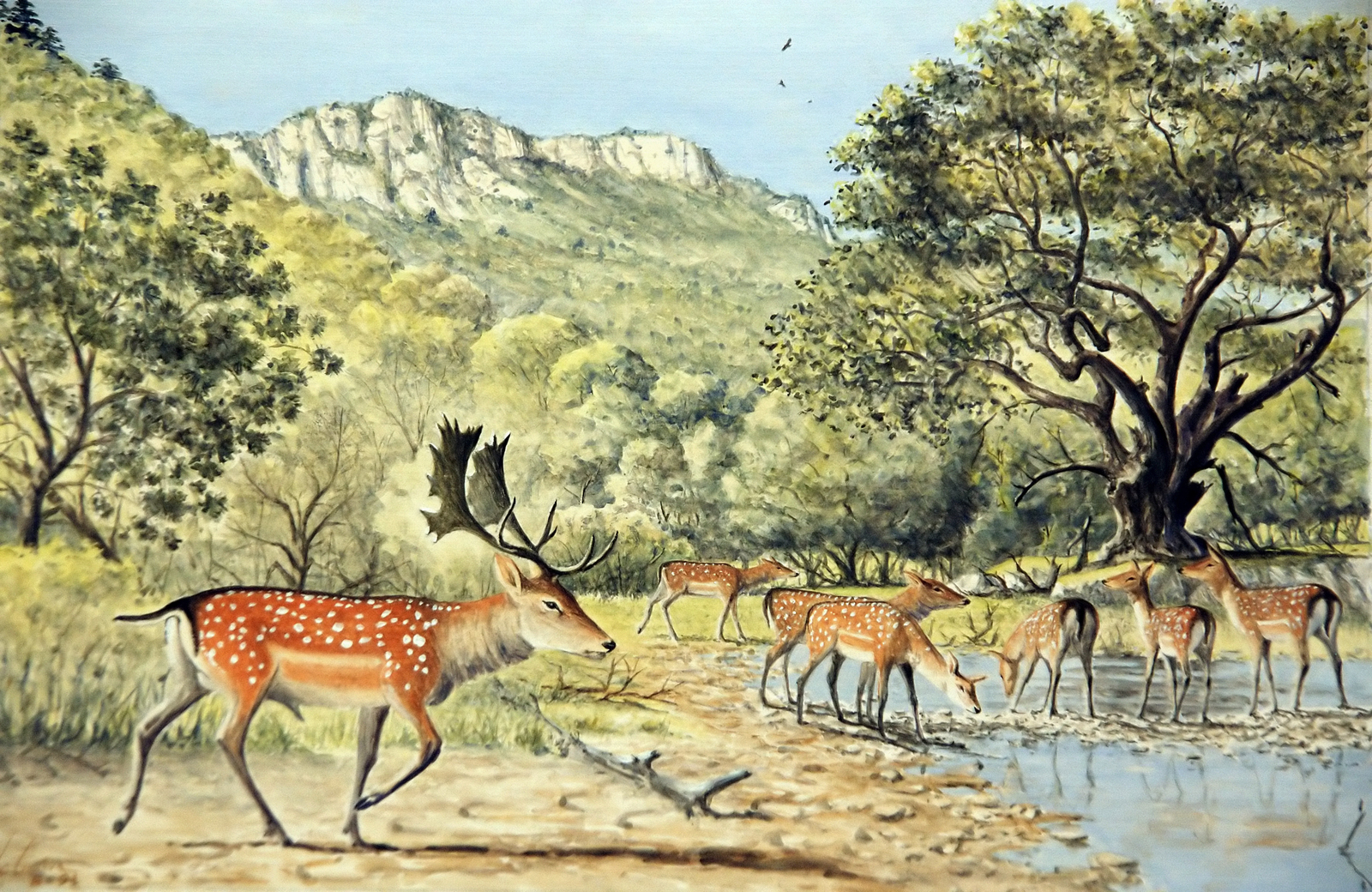 Daims s’abreuvant au bord du Verdouble Dessin E. Guerrier.