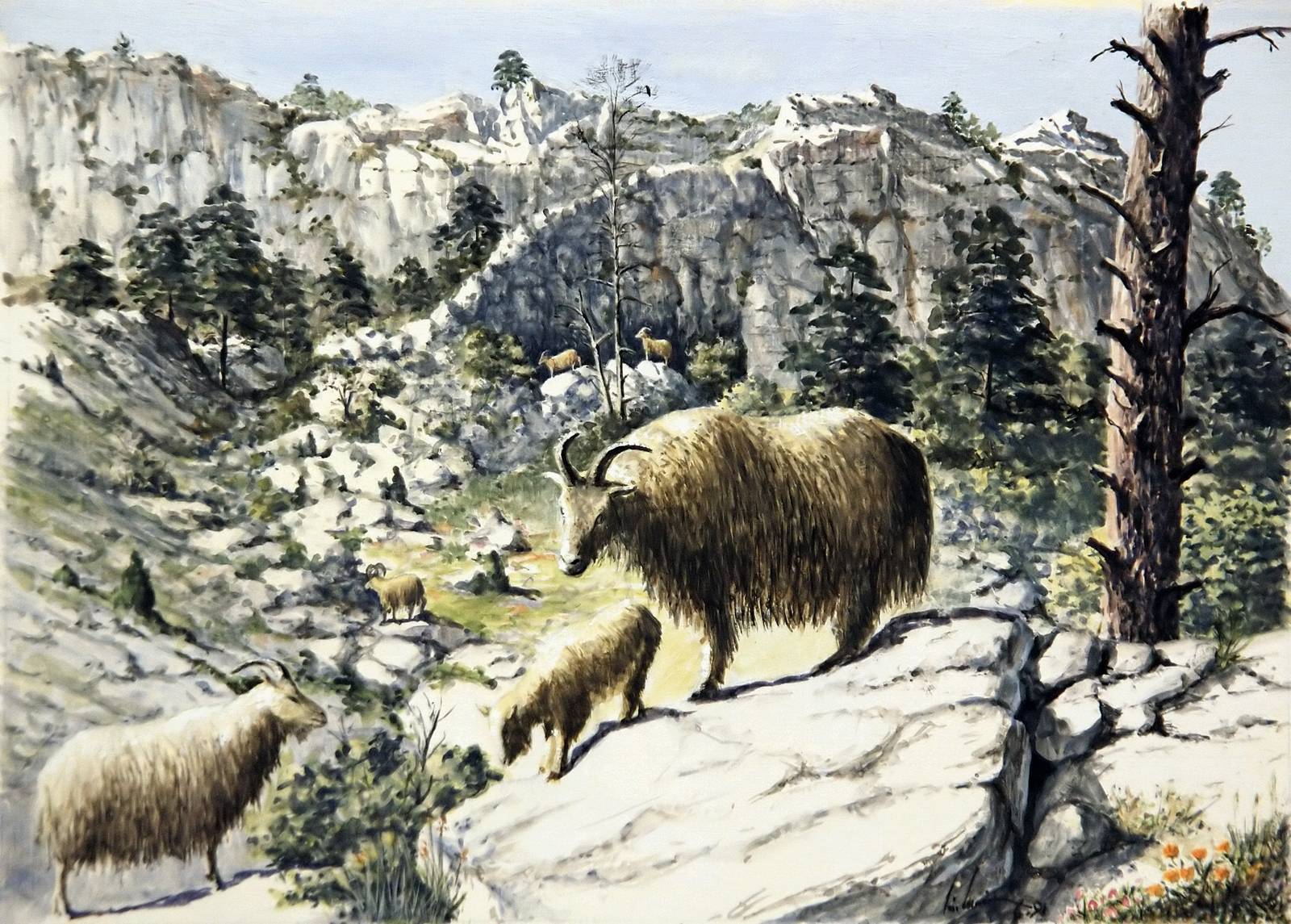 Tahrs sur les corniches escarpées Dessin E. Guerrier.