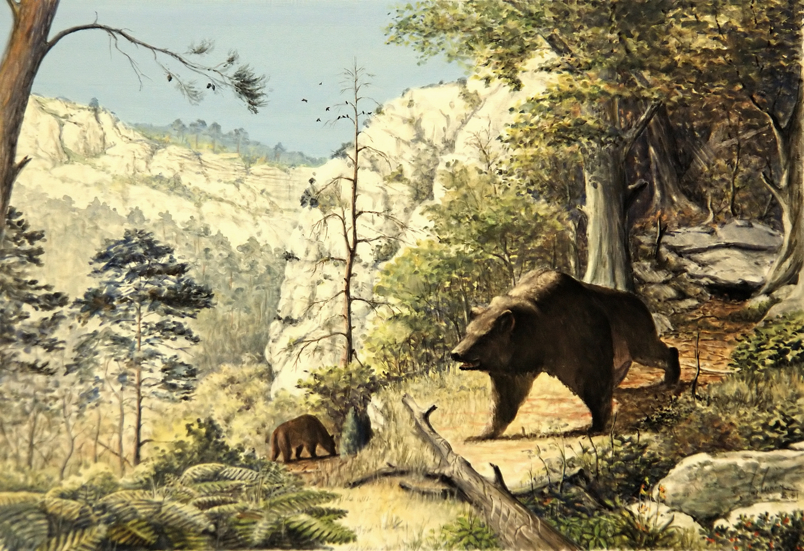 L’ours Dessin E. Guerrier.