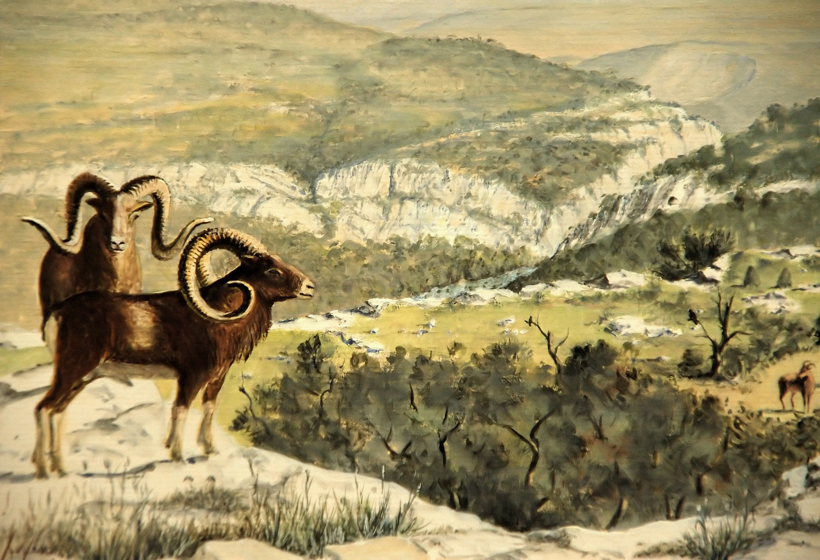Mouflons sur les corniches escarpées. Dessin E. Guerrier.
