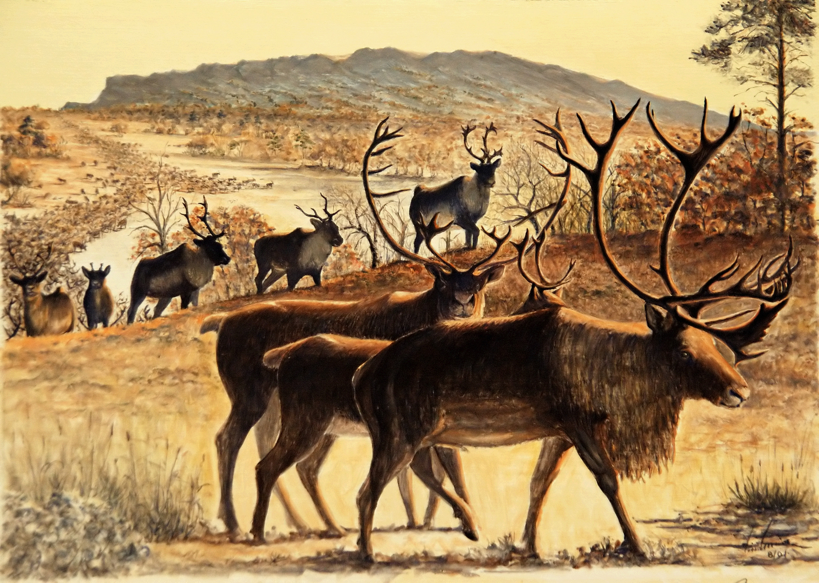 Troupeaux de rennes Dessin E. Guerrier.