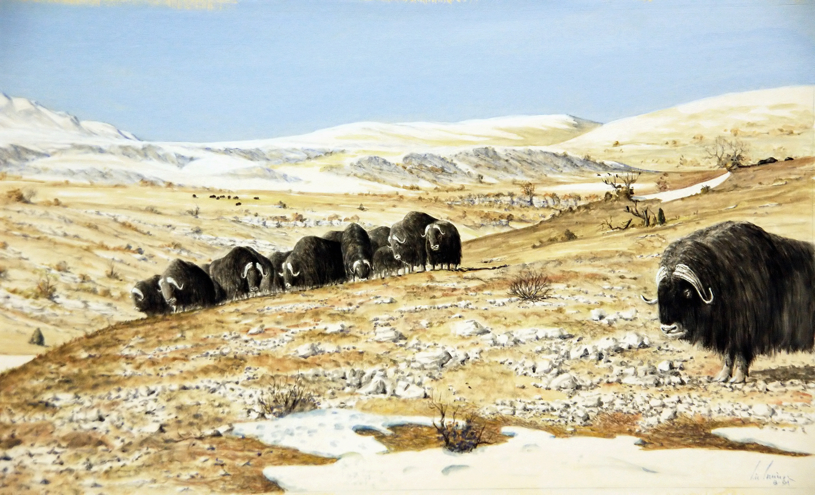 les Bœufs musqués sont adaptés aux régions ventées. Dessin E. Guerrier.