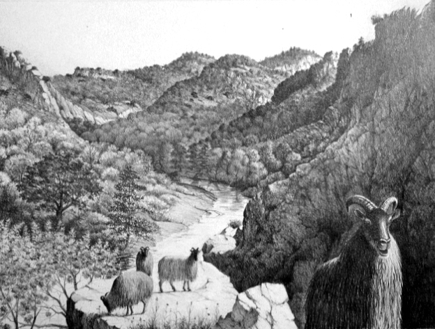 Le tahr de Bonal Dessin E. Guerrier.