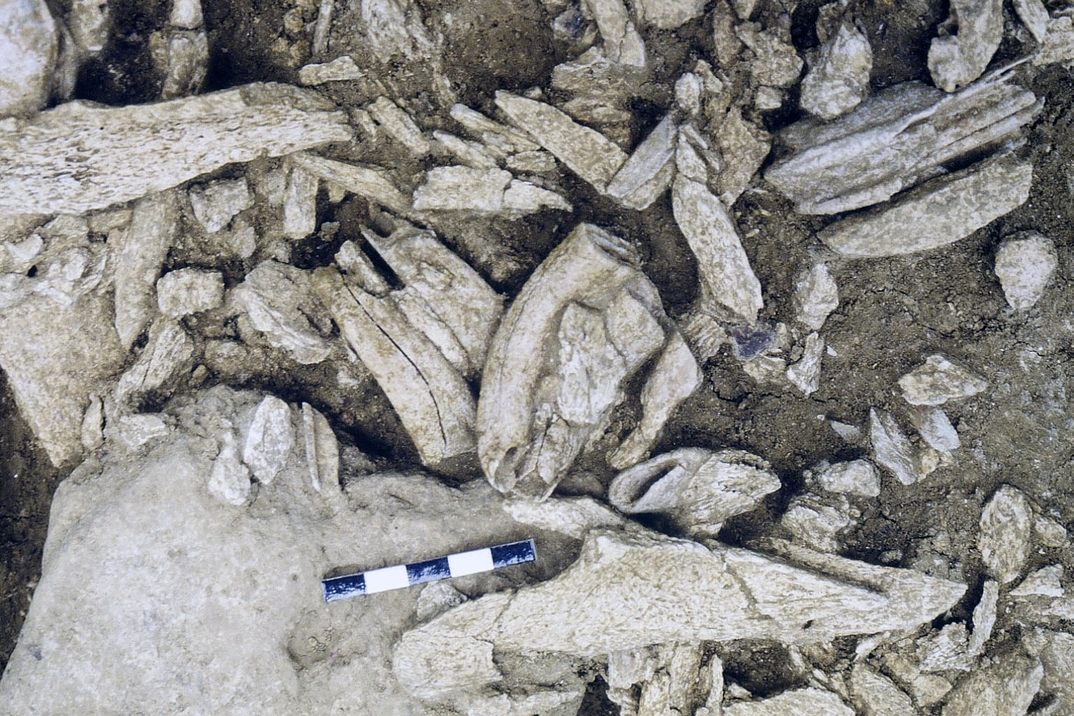 Vue de détail de l'amas de restes de chevaux
