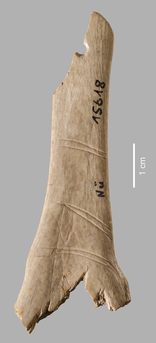 Os hyoïde perforé de cheval - Face B