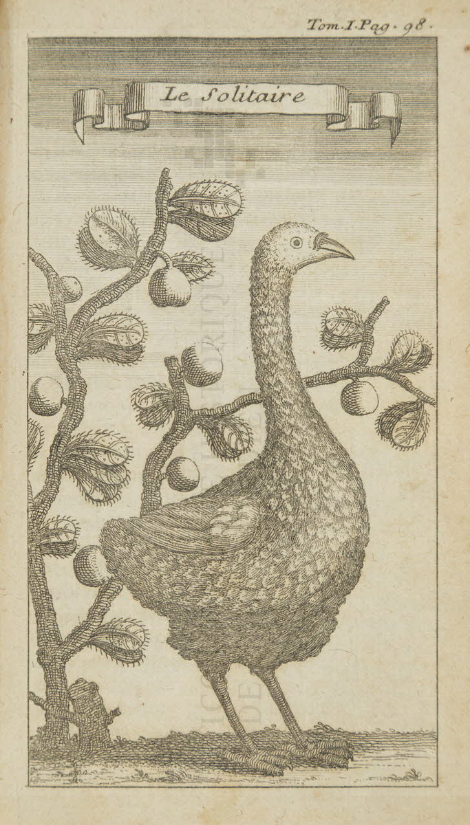 Difficile de dire si l'artiste a déjà vu l'animal qu'il dessine plus de 10 ans après la dernière mention connue de l'espèce.