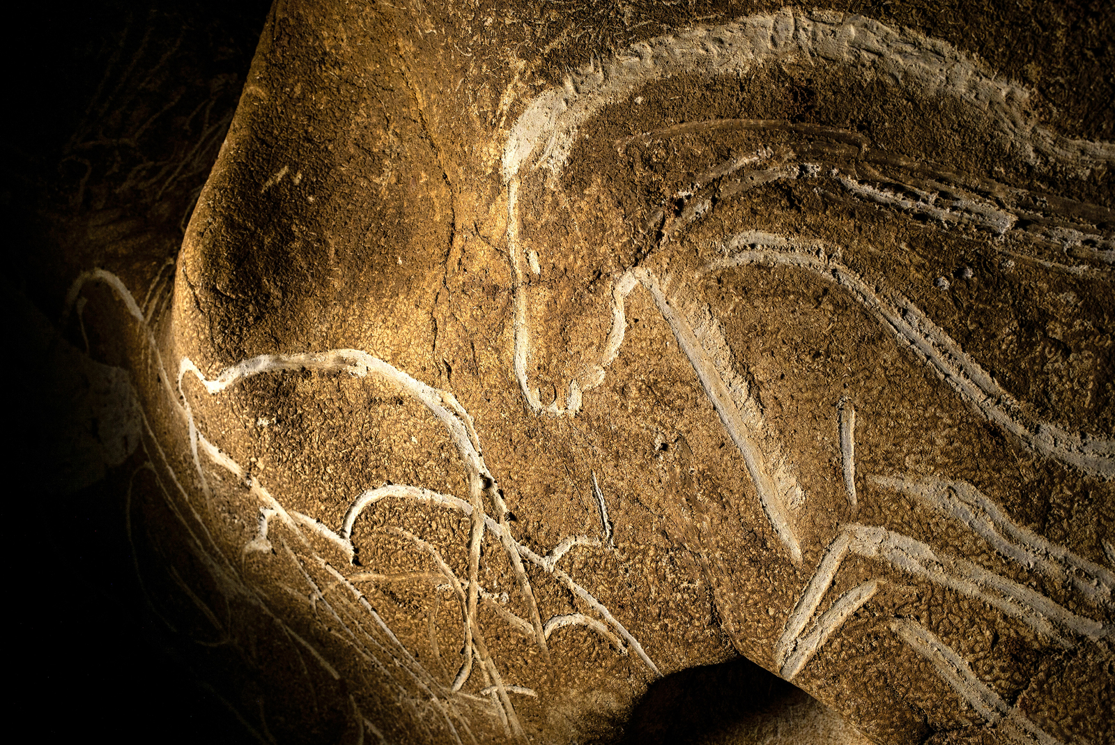 Détail de la tête du cheval