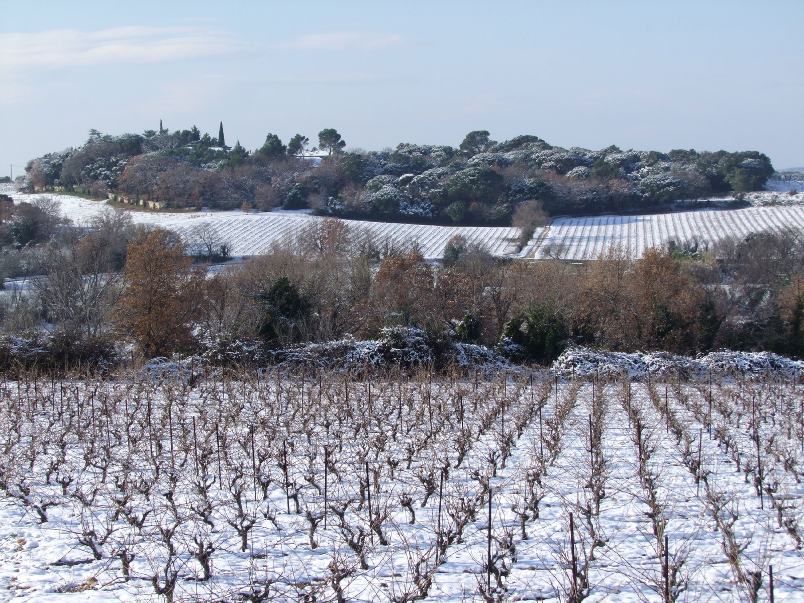 Paysage de vignobles sous la neige  