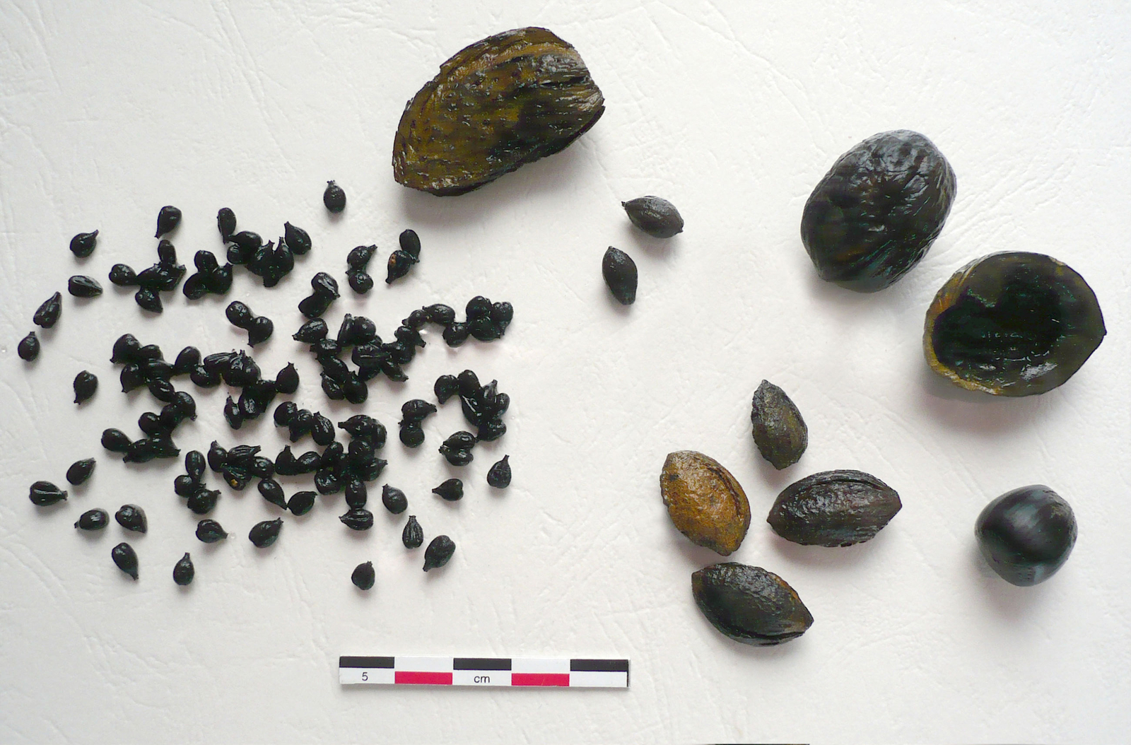 Des macro-restes végétaux conservées en milieu humide  