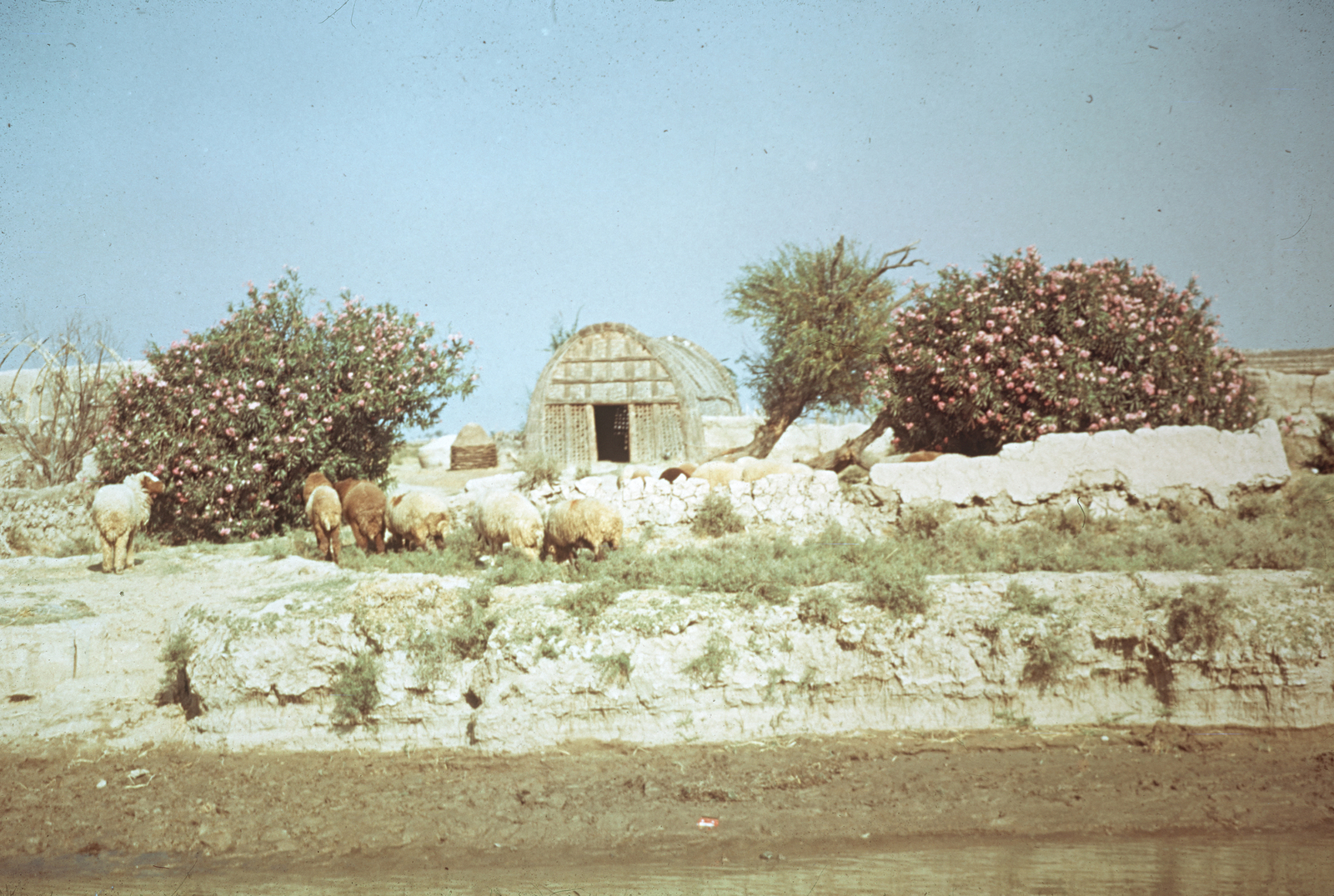 Un Mudhif. © Mission Archéologique française de Larsa-‘Oueili, ARCH. MAE, JLH272_08_21