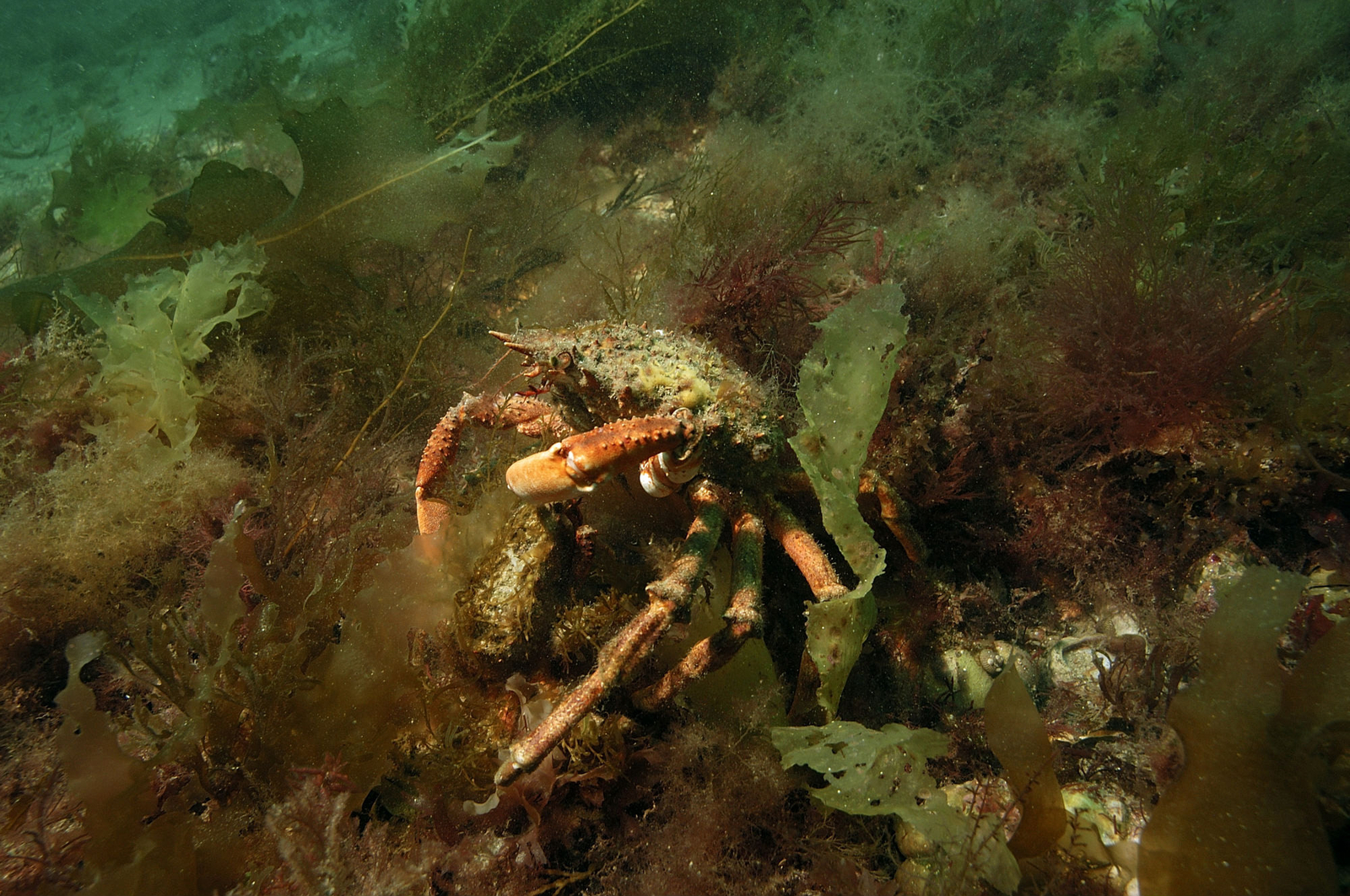 Photographie d'un crabe marin