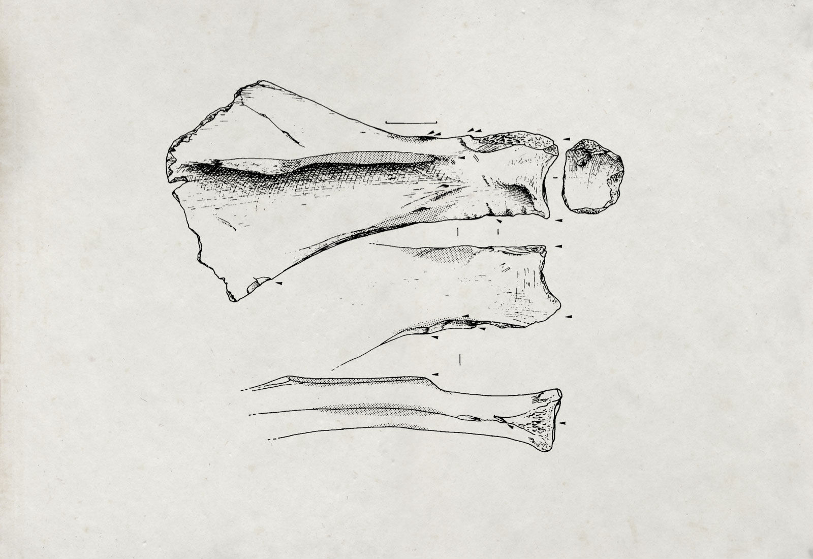 Pelle en scapula de cheval