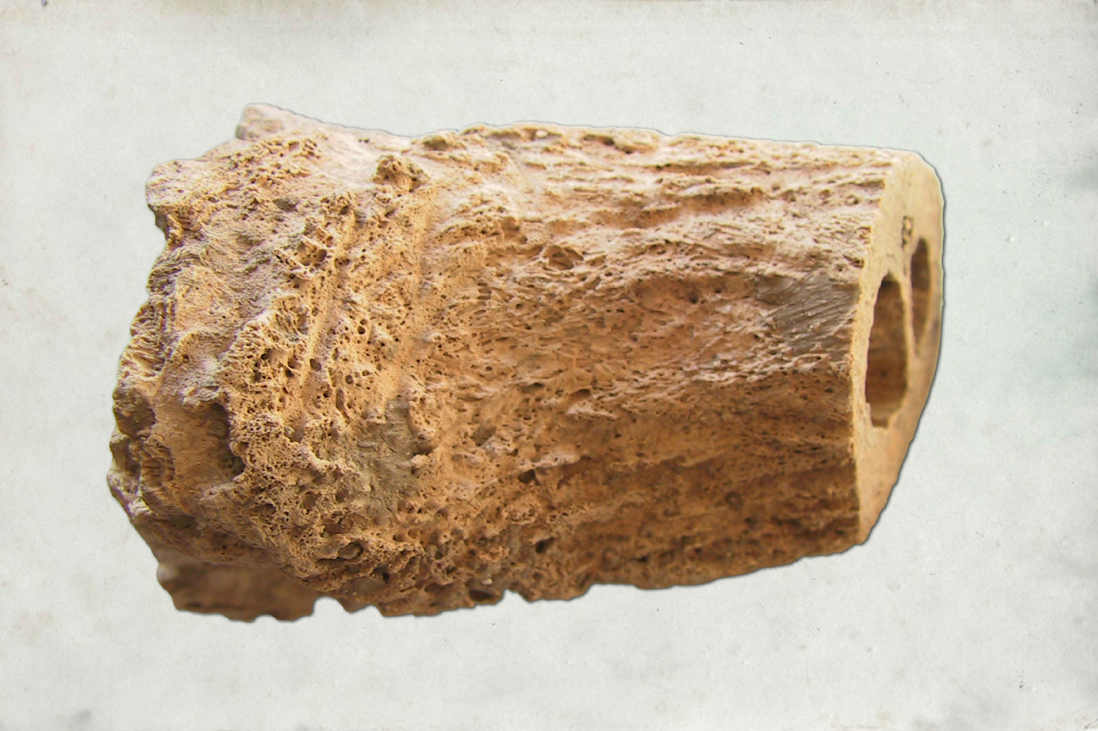 Cheville osseuse de boeuf