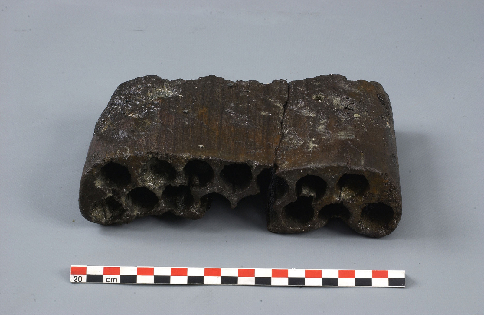 Photographie d'une cartouchière avec balle de plomb