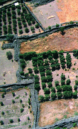 Vergers du camp romain. Bosra.