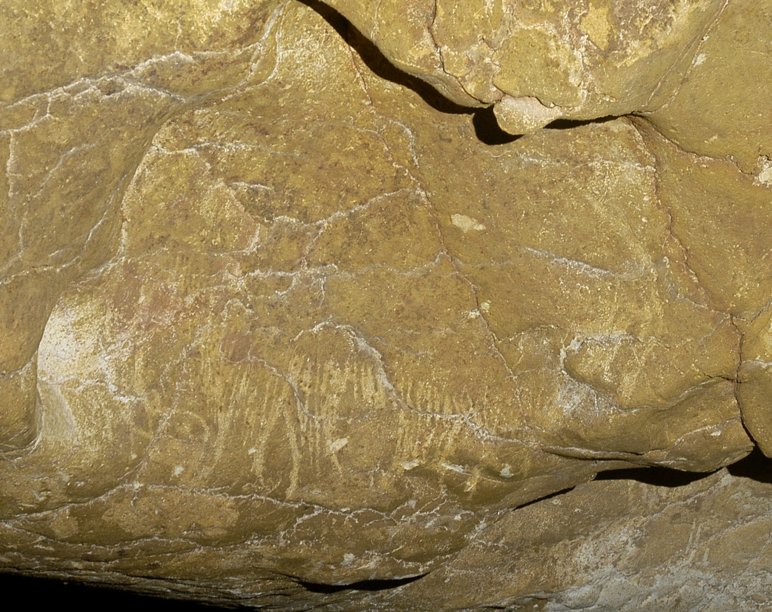 Le mammouth gravé à la voûte