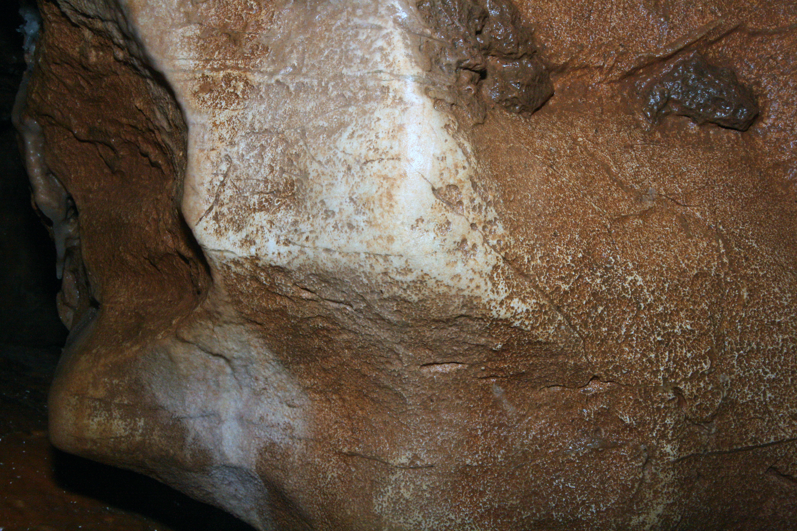 Polis d’ours sur la roche