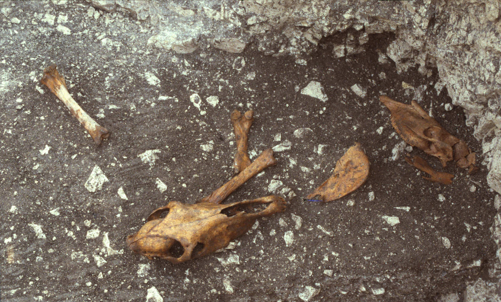 Crânes de chevaux déposés dans un silo