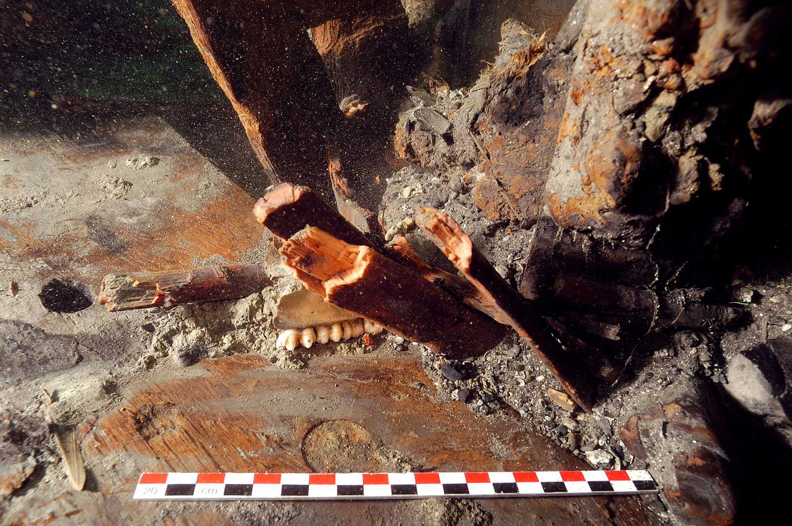 Photographie sous-marine d'une mandibule de porc