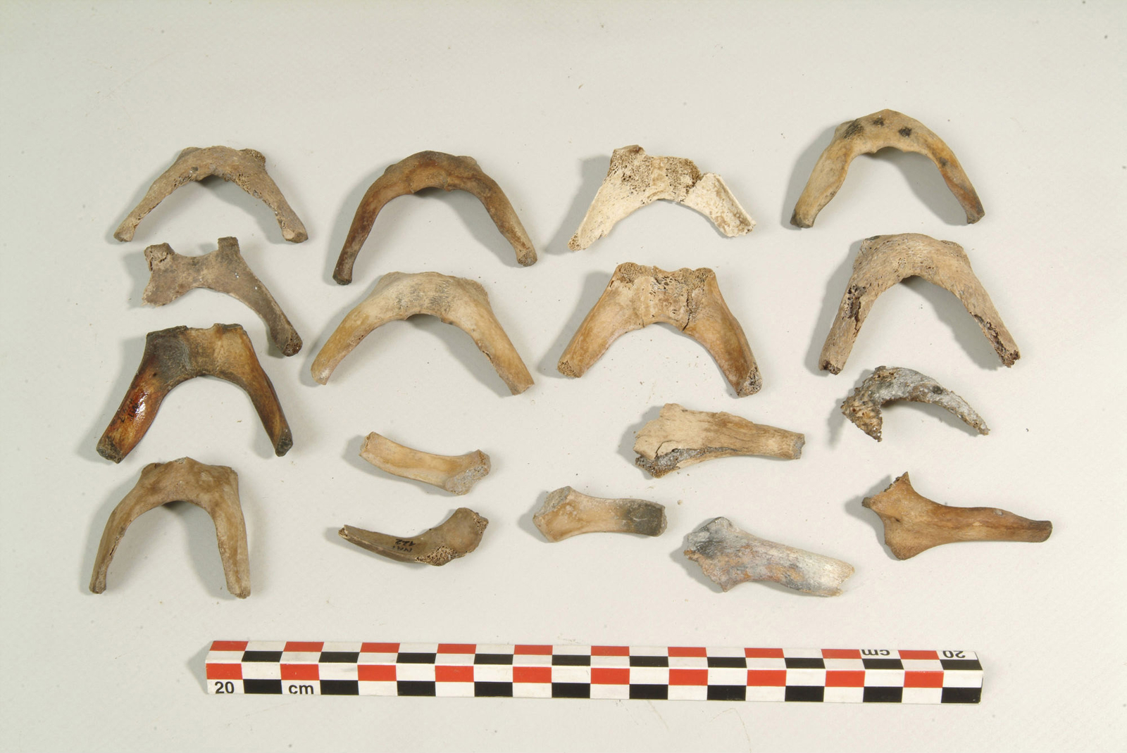 Photographie d'os de porc et de boeuf