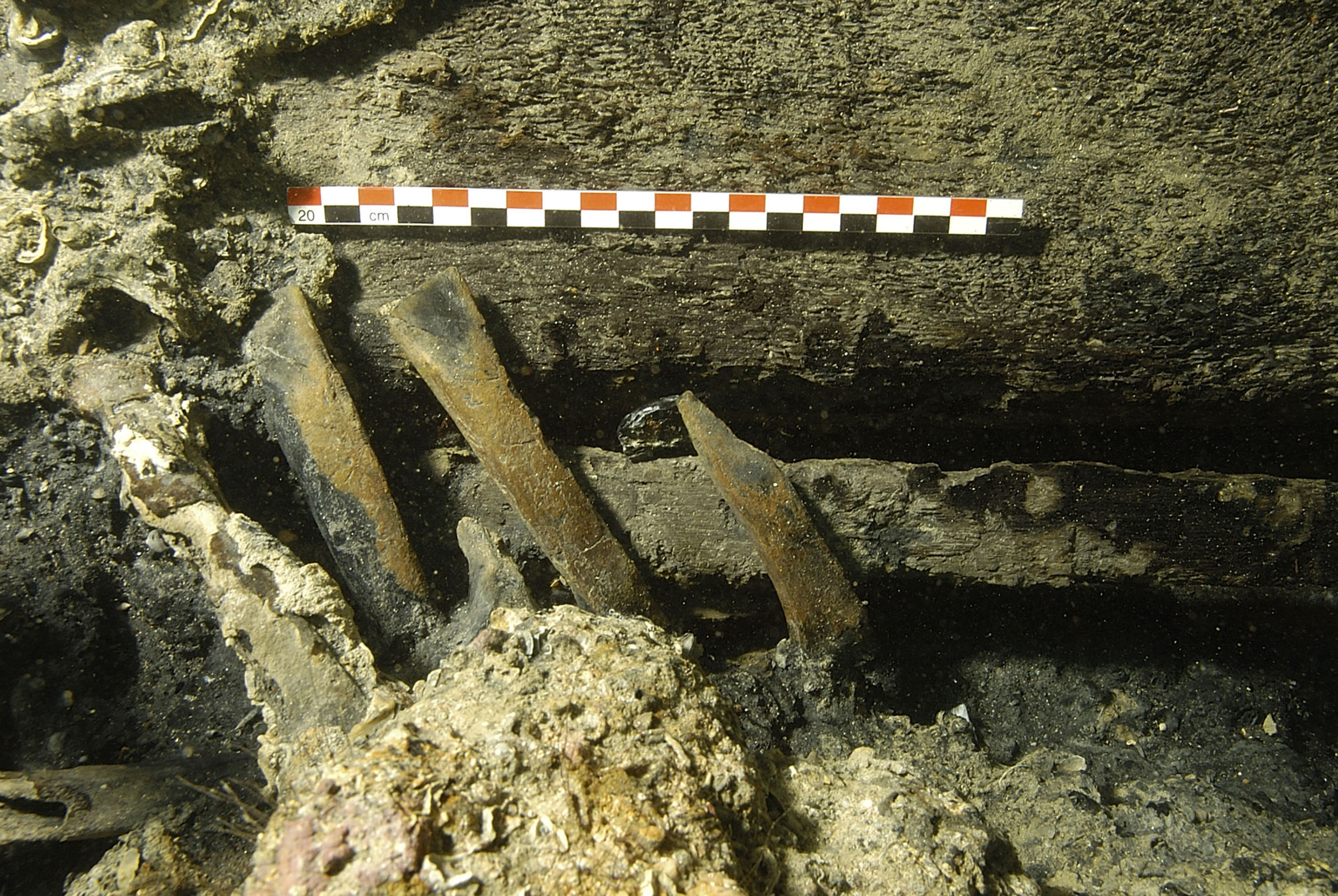 Photographie sous-marine de plat de côtes